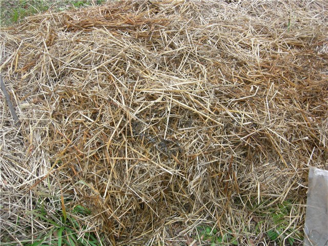 arčilend